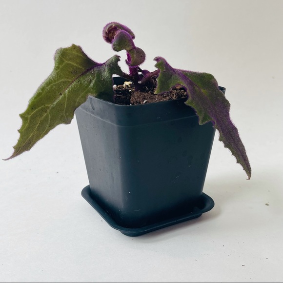 Live!!!  Purple Velvet Potted Plant - Picture 13 of 14